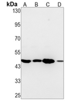 eIF4AI Rabbit Monoclonal Antibody