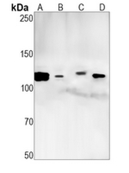 UBA1 Rabbit Monoclonal Antibody