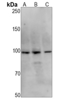 HIWI1 Rabbit Monoclonal Antibody