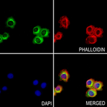 VPS26A Rabbit Monoclonal Antibody
