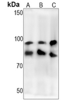 Gephyrin Rabbit Monoclonal Antibody