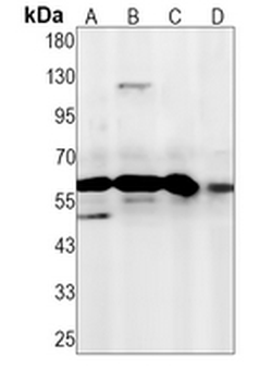 NR1D1 Rabbit Monoclonal Antibody