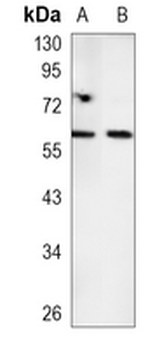 TFIIE-alpha Rabbit Monoclonal Antibody