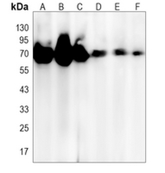 PREPL Rabbit Monoclonal Antibody