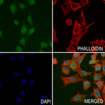 PREPL Rabbit Monoclonal Antibody