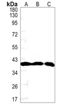 FAM50A Rabbit Monoclonal Antibody