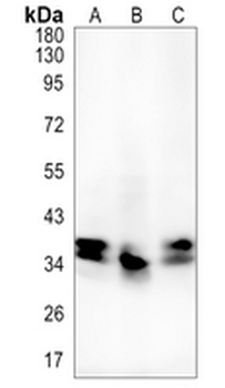 hnRNP E2 Rabbit Monoclonal Antibody