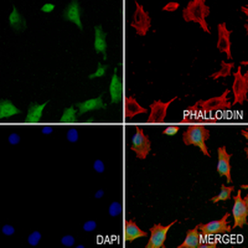 hnRNP E2 Rabbit Monoclonal Antibody