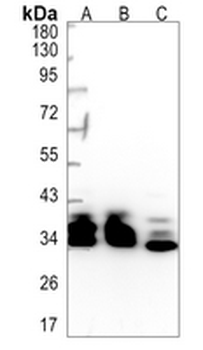 TCEA1 Rabbit Monoclonal Antibody