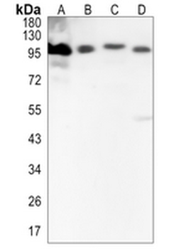 CLGN Rabbit Monoclonal Antibody