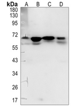 eIF2 alpha Rabbit Monoclonal Antibody