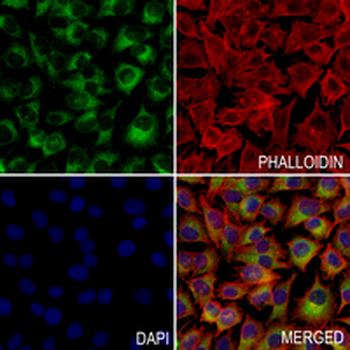 eIF2 alpha Rabbit Monoclonal Antibody