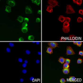 ERGIC-53 Rabbit Monoclonal Antibody