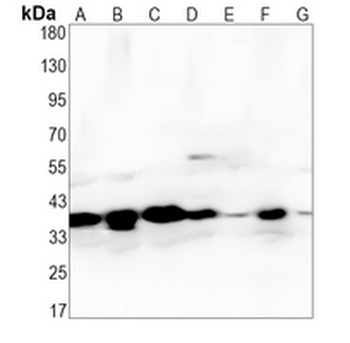 WDR5 Rabbit Monoclonal Antibody