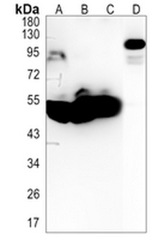 LOXL2 Rabbit Monoclonal Antibody