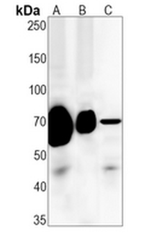 CD55 Rabbit Monoclonal Antibody