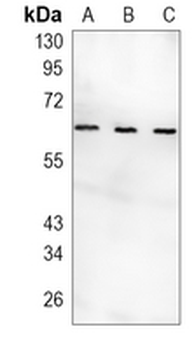 NUR77 Rabbit Monoclonal Antibody