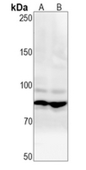CHAT Rabbit Monoclonal Antibody