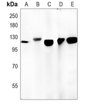 CD26 Rabbit Monoclonal Antibody