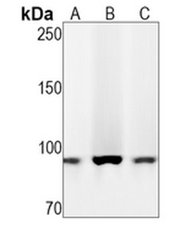 CD18 Rabbit Monoclonal Antibody