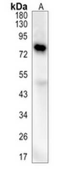 DCLK1 Rabbit Monoclonal Antibody