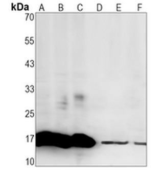 CD59 Rabbit Monoclonal Antibody