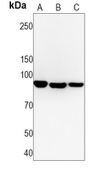 CD19 Rabbit Monoclonal Antibody