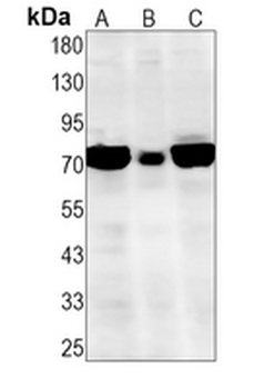 Caspase 10 Rabbit Monoclonal Antibody