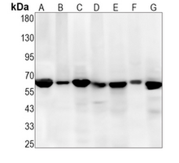 CDC23 Rabbit Monoclonal Antibody