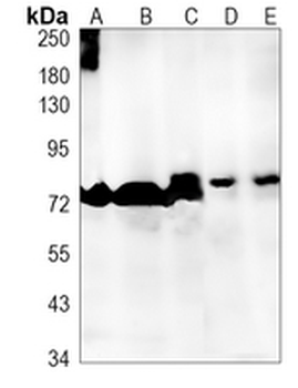 CDC40 Rabbit Monoclonal Antibody