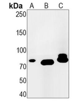 CDC16 Rabbit Monoclonal Antibody