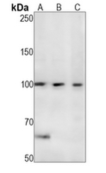 CDC5L Rabbit Monoclonal Antibody