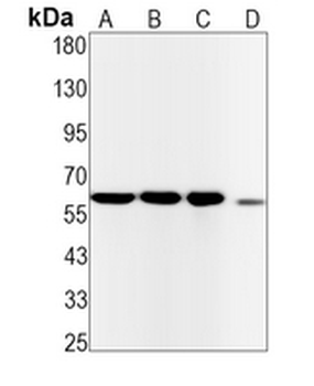 CDC25B Rabbit Monoclonal Antibody