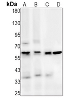 CDC25C Rabbit Monoclonal Antibody