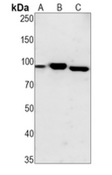 STAT5 Rabbit Monoclonal Antibody