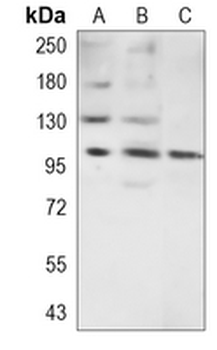 INPP4B Rabbit Monoclonal Antibody