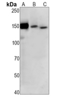 CD13 Rabbit Monoclonal Antibody