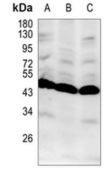 IKB beta Rabbit Monoclonal Antibody
