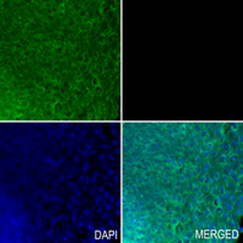Caspase 8 Rabbit Monoclonal Antibody