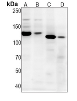 CD49f Rabbit Monoclonal Antibody