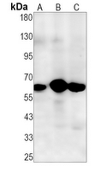 ELK1 Rabbit Monoclonal Antibody