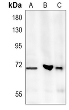 CDC7 Rabbit Monoclonal Antibody