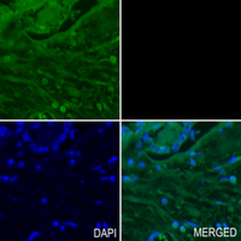 CDC7 Rabbit Monoclonal Antibody