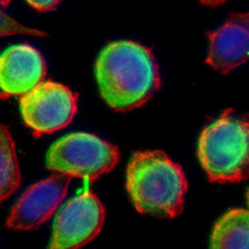 Synaptophysin Rabbit Monoclonal Antibody
