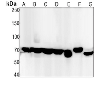 CD86 Rabbit Monoclonal Antibody