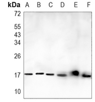 Calmodulin Rabbit Monoclonal Antibody