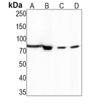 STAT1 Rabbit Monoclonal Antibody