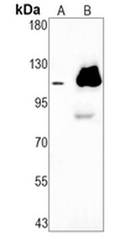 PI3K p110 alpha Rabbit Monoclonal Antibody
