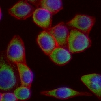 CD44 Rabbit Monoclonal Antibody