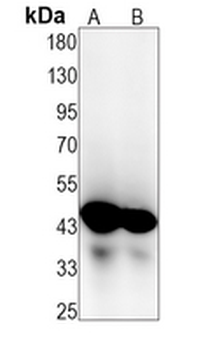 ERK1 Rabbit Monoclonal Antibody
